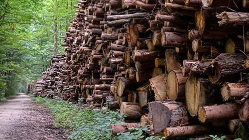 Ministerul Mediului: Noua aplicație Inspectorul Pădurii așteaptă verificările de securitate, va fi disponibilă cel târziu pe 10 februarie / Precizări după un articol care dezvăluia nemulțumirile privind funcționarea SUMAL, publicat de G4Media