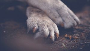 Câine maltrat, în stare deplorabilă, salvat de Protecția Animalelor Bihor / Proprietarul a fost amendat cu 6.000 de lei