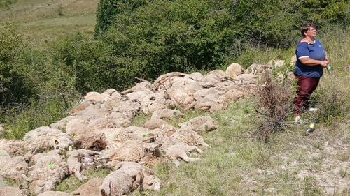 FOTO Lupii au ucis peste 100 de oi de la o stână din Brașov / ”Lupii vor mai veni”