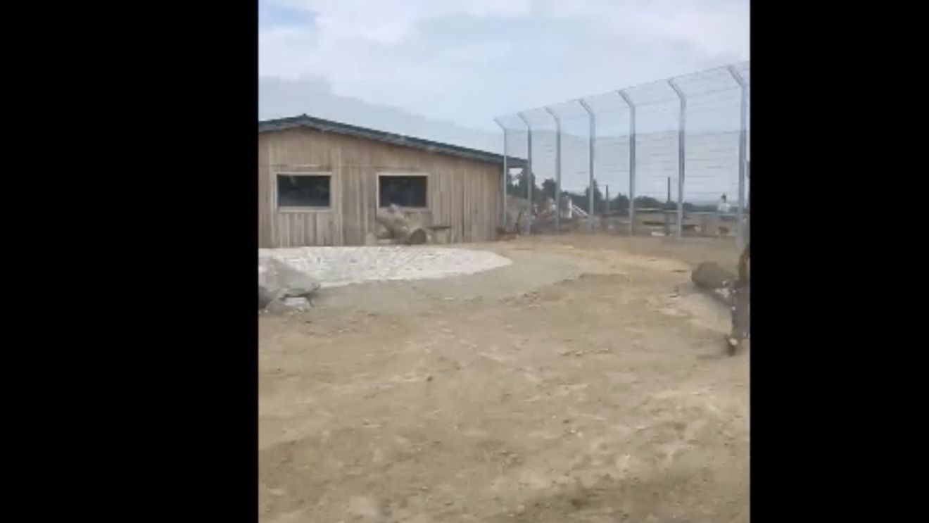 Un consilier PNL din Oradea ar fi deschis, ilegal, o grădină zoologică la Șinteu, în care ține tigri bengalezi la un geam termopan distanță de vizitatori