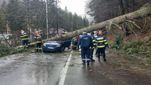UPDATE Un arbore s-a prăbușit peste un autoturism pe DN 1 în Azuga / Traficul a fost reluat parțial