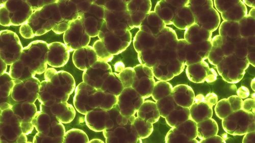 Bacterii din Antarctica pot supravieţui consumând gazele din aer şi la diferenţe extreme de temperatură