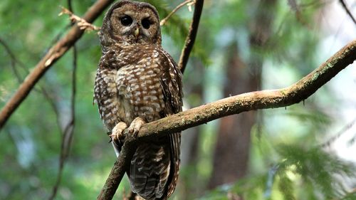 Zborul silențios al bufnițelor va influența modul în care sunt antifonate mașinile