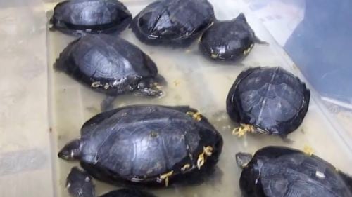 Cambodgia: Primul pui eclozat în captivitate oferă speranţe pentru salvarea unei specii periclitate de ţestoasă