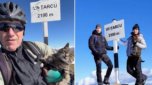 EXCLUSIV I Două pisici trăiesc la peste 2100 de metri altitudine, în cea mai izolată stație meteo din România. Felinele sunt o atracție pentru turiști: „Ne-am încărcat bateriile de la drăgălășenia și energia lor”
