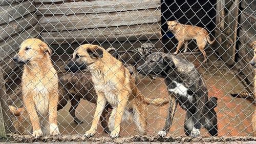 Eroii celor fără cuvinte. Cum luptă două ONG-uri pentru viața animalelor în timp de război