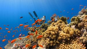 "În prima secundă, mi-am dat seama că mă uitam la ceva unic": Cel mai mare coral din lume, mai mare decât o balenă albastră, a fost descoperit în sudul Pacificului