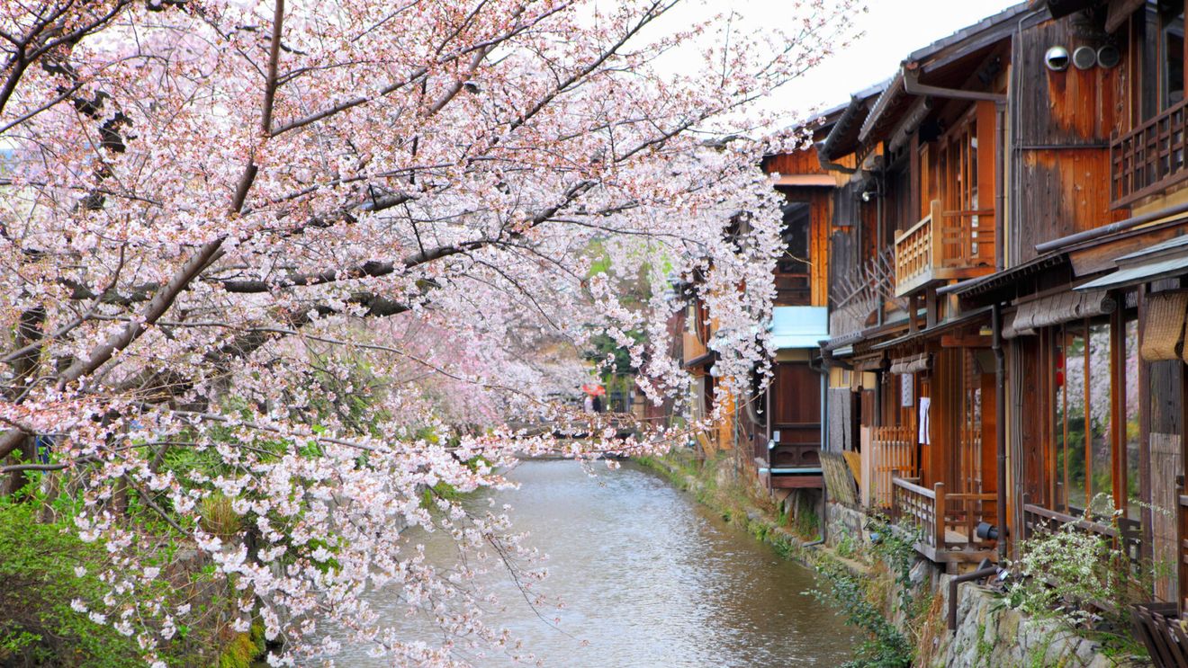 Povestea gardianului florilor de cireș din Japonia, în vârstă de 97 de ani