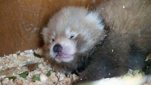 VIDEO Nașterea unui pui de panda roșu, specie pe cale de dispariție, la o grădină zoologică din Marea Britanie, un „simbol al speranței”