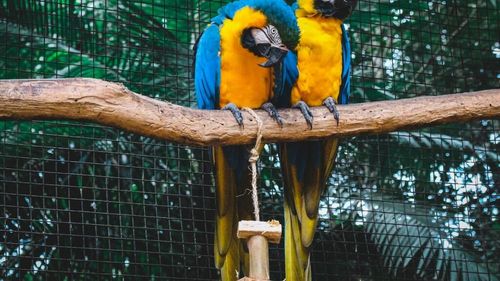 Un grup de papagali a declanșat o dispută între Brazilia, India și Germania. „Arca lui Noe” 2025, în centrul celei mai mari controverse din lumea conservării