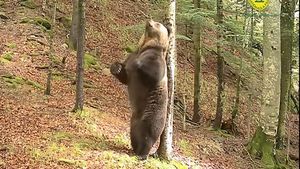 VIDEO Pauza de respirație: Un urs surprins de camerele Romsilva se scarpină și dansează ca Baloo în ”Cartea Junglei”