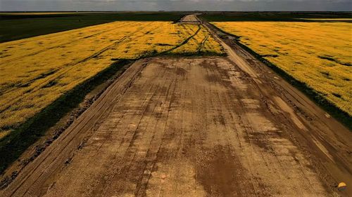 Semințe de rapiță din România, depistate în Germania cu reziduuri de pesticide de aproape zece ori mai mari decât limita maximă admisă