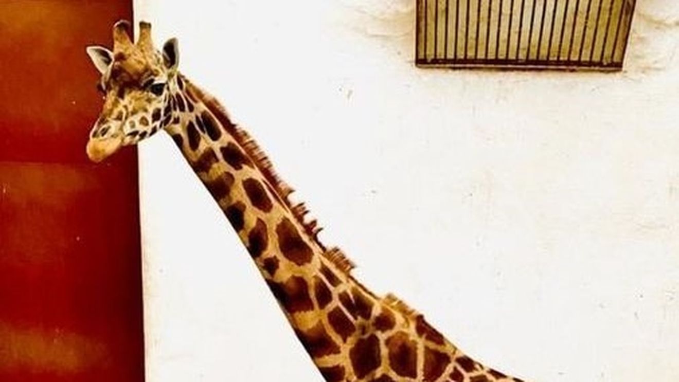 Cum a murit singura girafă care exista în grădinile zoologice din România
