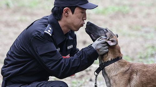De la ciobănești germani la autonomie: China mizează pe câinii de poliție „made in China”