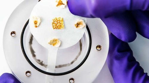 VIDEO Blob-ul, un organism unicelular bizar, care nu este nici animal, nici plantă, nici ciupercă, va fi obiectul unor experimente ştiinţifice pe Staţia Spaţială Internaţională