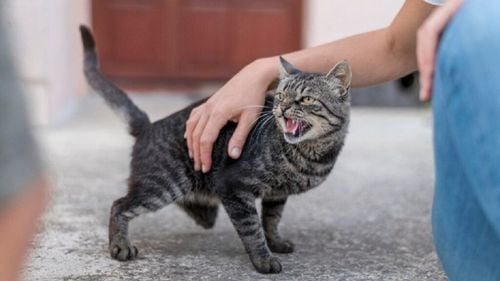 Se schimbă personalitatea pisicii tale pe măsură ce îmbătrânește? De ce unele feline devin mai timide și altele mai agresive