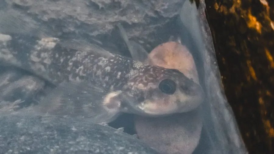 asprete, pește unic în Europa, râul Vâlsan, Alex Găvan