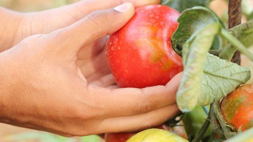 Mic producător de legume și conserve din Dâmbovița, care livrează direct către clienți: Profit ar însemna să rămână ceva să punem deoparte și sa plecăm în concediu măcar, dar din păcate asta nu se întâmplă