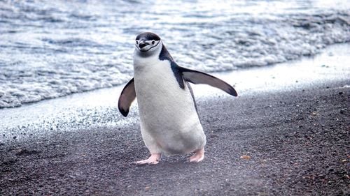 Cum supraviețuiesc pinguinii chinstrap care trag un pui de somn de 10.000 de ori pe zi / Oamenii de știință care studiază păsările din Antarctica au descoperit că acestea ațipesc timp de 11 ore pe zi fără să adoarmă profund