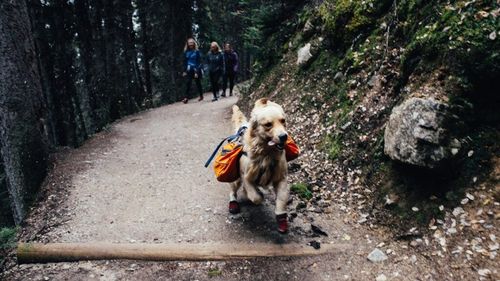 Vacanță la munte cu animalul de companie: Cum îți protejezi câinele de urși