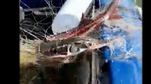 VIDEO Patru sturioni prinși în plase, eliberați de polițiștii de frontieră/ Setci de 460 de metri lungime, confiscate