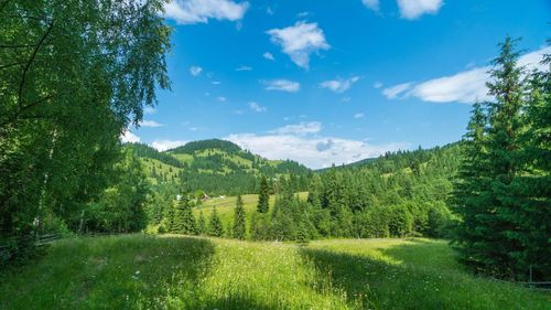 EXCLUSIV Un samsar de păduri a obținut sechestru pe toate mașinile Prefecturii și ale Direcției Silvice Vrancea. Sechestru și pe mașini de filaj ale Ministerului de Interne - surse