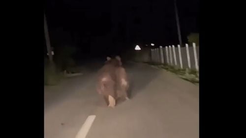 VIDEO Urs de dimensiuni mari, filmat printre case, într-o localitate din Alba: sare cu ușurință un gard. Ce pot face primăriile care se confruntă cu problema urșilor