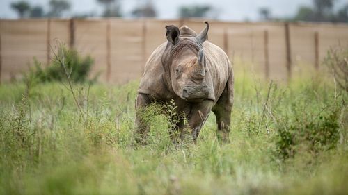 Treizeci de rinoceri albi, transferați din Africa de Sud în Rwanda, cu ajutorul unei aeronave Boeing 747