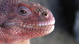Efectul frigului din Florida: Iguanele cad din copaci. Reptilele pot ajunge la 17 kilograme şi 1,5 metri lungime