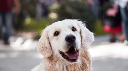 Șapte rase de câini cu un IQ peste medie