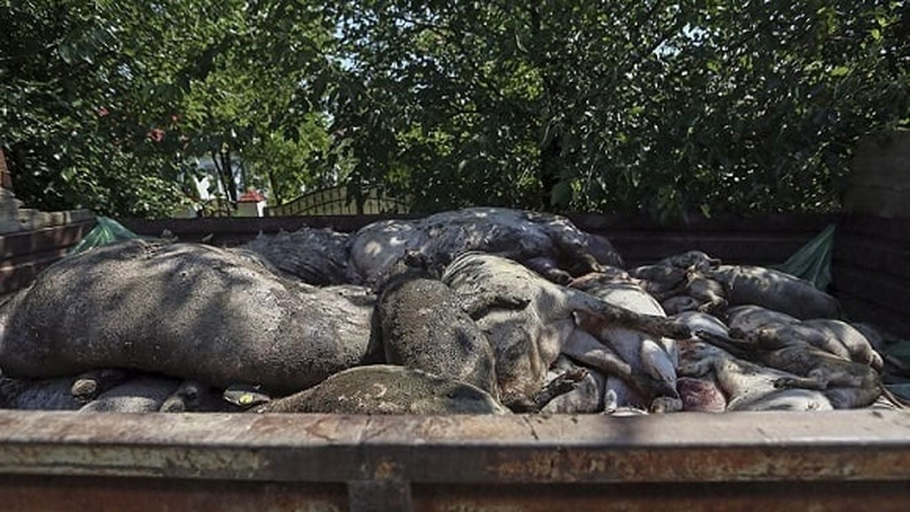 Numărul total de focare de pestă porcină a urcat la 826 iar cel al porcilor uciși la 160.000 - date oficiale