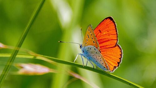 Silvicultorii din Grădiștea Muncelului-Cioclovina au descoperit o nouă specie de fluture în zonă, „fluturele roșu de mlaștină”  / ”Este un indicator al sănătății și biodiversității ecosistemului nostru”