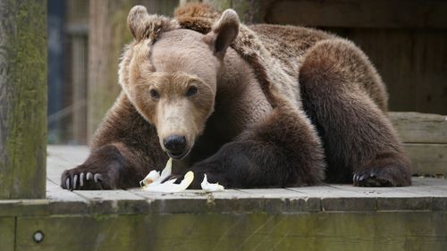 Un urs se trezește din hibernare „fericit și sănătos” după o operație de pionierat pe creier