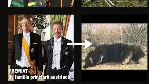 PSD, atac la Klaus Iohannis cu colaje foto pe tema împușcării ursului Arthur/ Epic fail: PSD a greșit poza