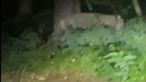 Alertă privind o posibilă leoaică în libertate lângă Berlin