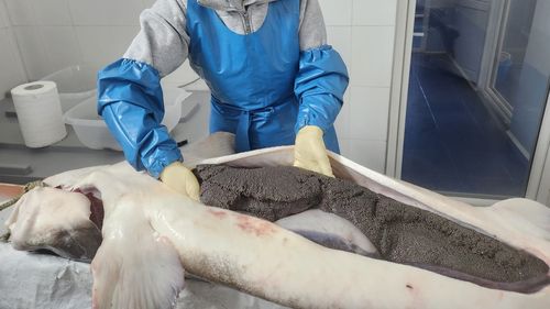 Prima investiție privată în reproducerea sturionilor din România: „Nu ne-am gândit neapărat să ajungem să comercializăm caviar”