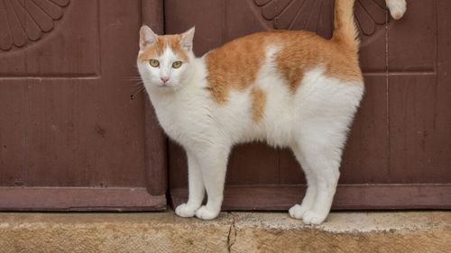 Manualul de instrucțiuni al pisicii este scris în coada ei. Cum îți arată bucurie, frustrare, teamă sau afecțiune prin mișcările cozii