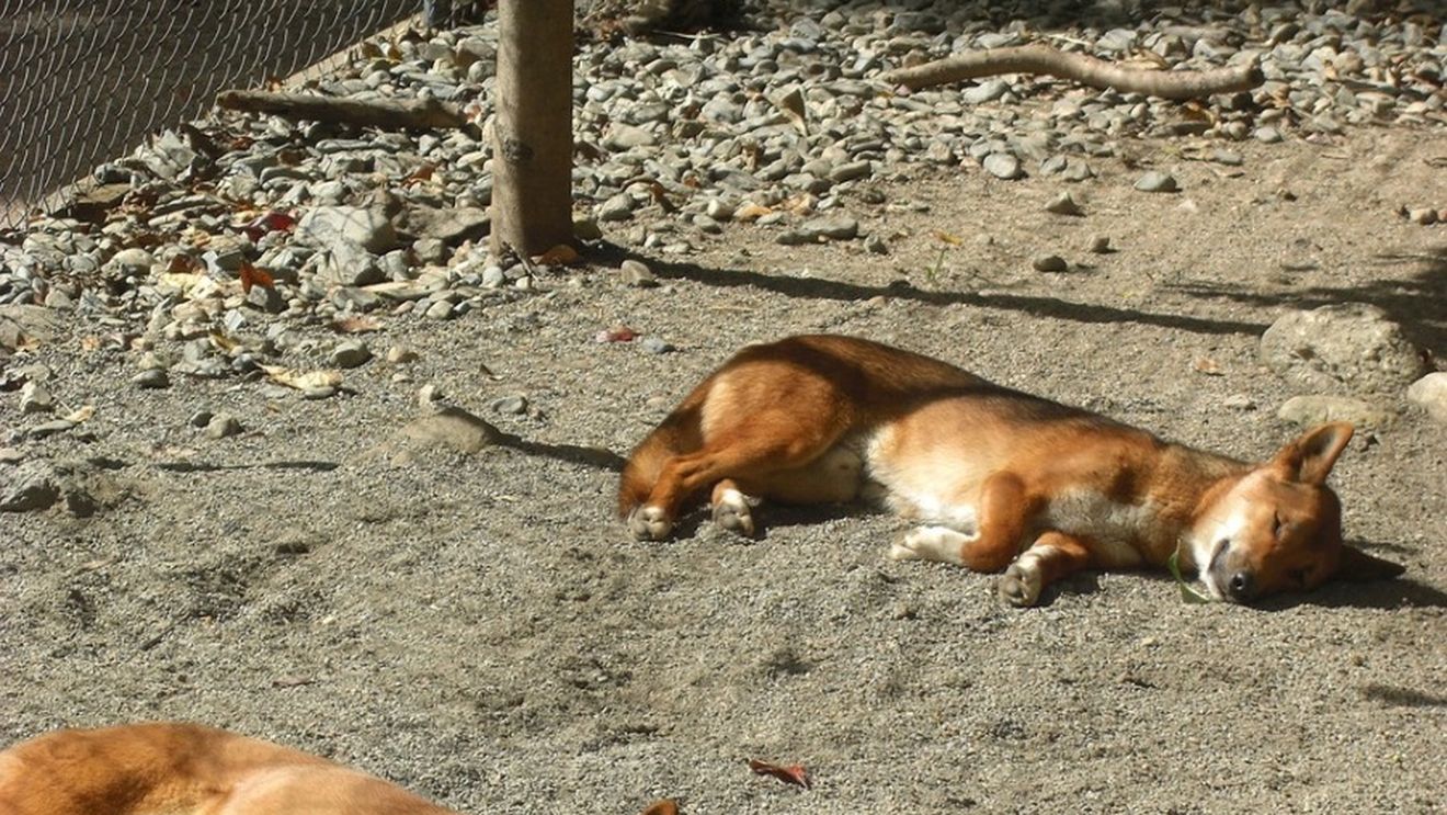 Câini sedați și abandonați în Năvodari / Cazul a intrat în atenția Poliției Animalelor / Potrivit unei martore, câinii au fost aduşi cu o autoutilitară galbenă, care a părăsit zona imediat