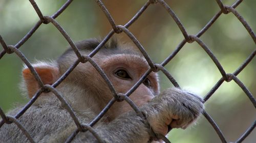 Japonia: Una din maimuțele care au terorizat timp de câteva săptămâni localnicii din Yamaguchi a fost prinsă și eutanasiată