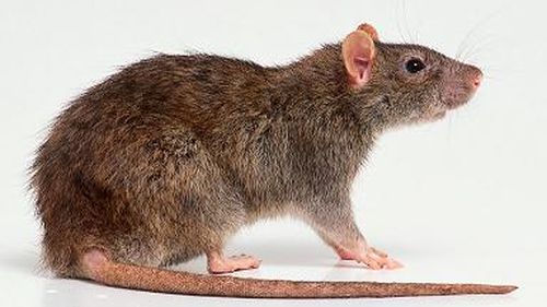 The true rat status. A small appeal to Mr Dragnea's intelligence