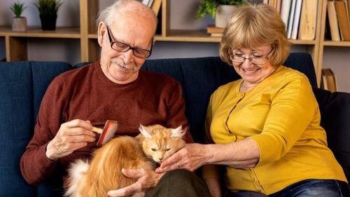 STUDIU: Asemănări surprinzătoare între creierul pisicilor cu demență și al persoanelor cu Alzheimer