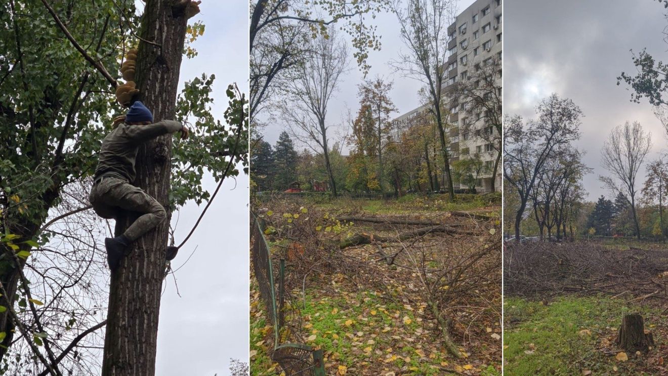 Administratorul public al Capitalei anunță amenzi de 245.000 de lei, pentru tăieri ilegale de arbori pe Bd. Nicolae Grigorescu