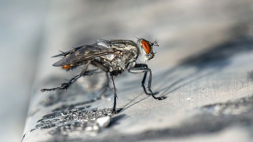 Un francez şi-a distrus parţial locuinţa în timp ce încerca să omoare o muscă