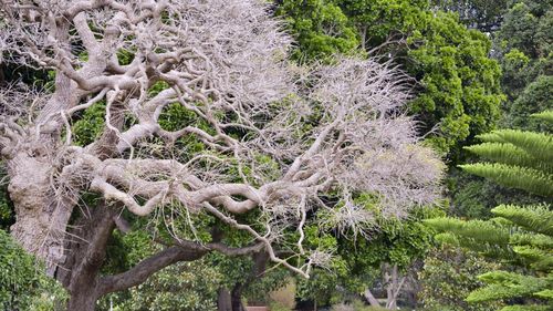 Spațiile pentru protejarea plantelor pe cale de dispariție se epuizează, în grădinile botanice din întreaga lume