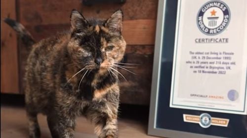 VIDEO Flossie, cea mai bătrână pisică de lume, are 27 de ani