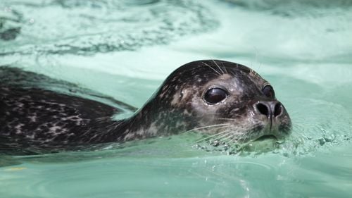 O focă a intrat într-o cameră de hotel din Ţările de Jos / Imobilul era situat pe malul mării