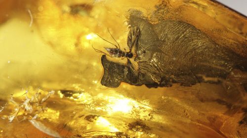 O descoperire de tip „The Last of Us” / Un ciupercă „zombie” din epoca dinozaurilor, surprinsă într-un chihlimbar vechi de 99 de milioane de ani