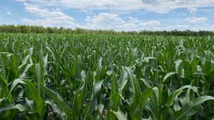 Exportul de cereale ucrainene: Guvernul de la Kiev a acceptat toate cererile României (surse)