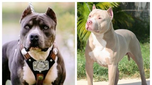 Pentru ce rase de câini periculoși trebuie să îți faci obligatoriu asigurare de răspundere civilă ca pentru mașini / Amenzile pot ajunge la 1500 de lei