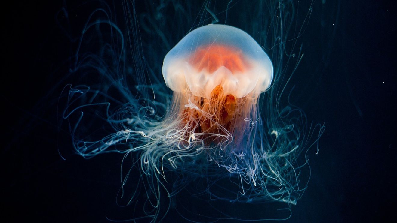 O nouă specie de meduză, descoperită în apele din Hong Kong